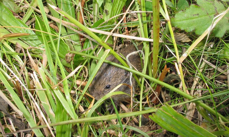 Noordse Woelmuis