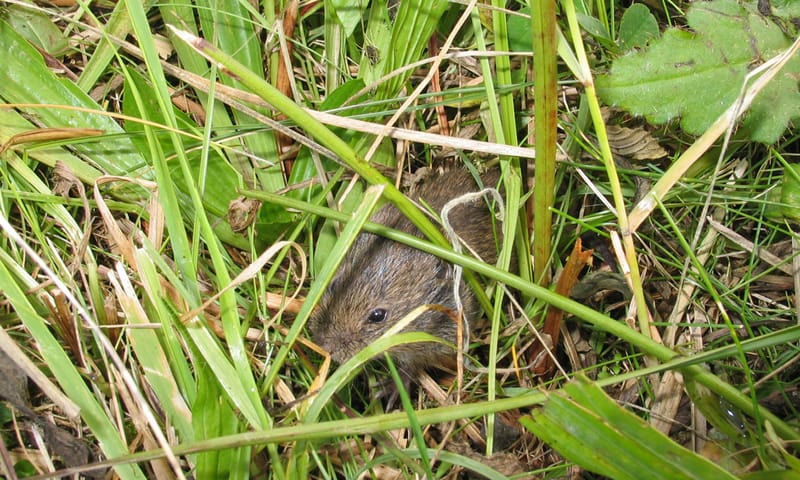 Noordse Woelmuis