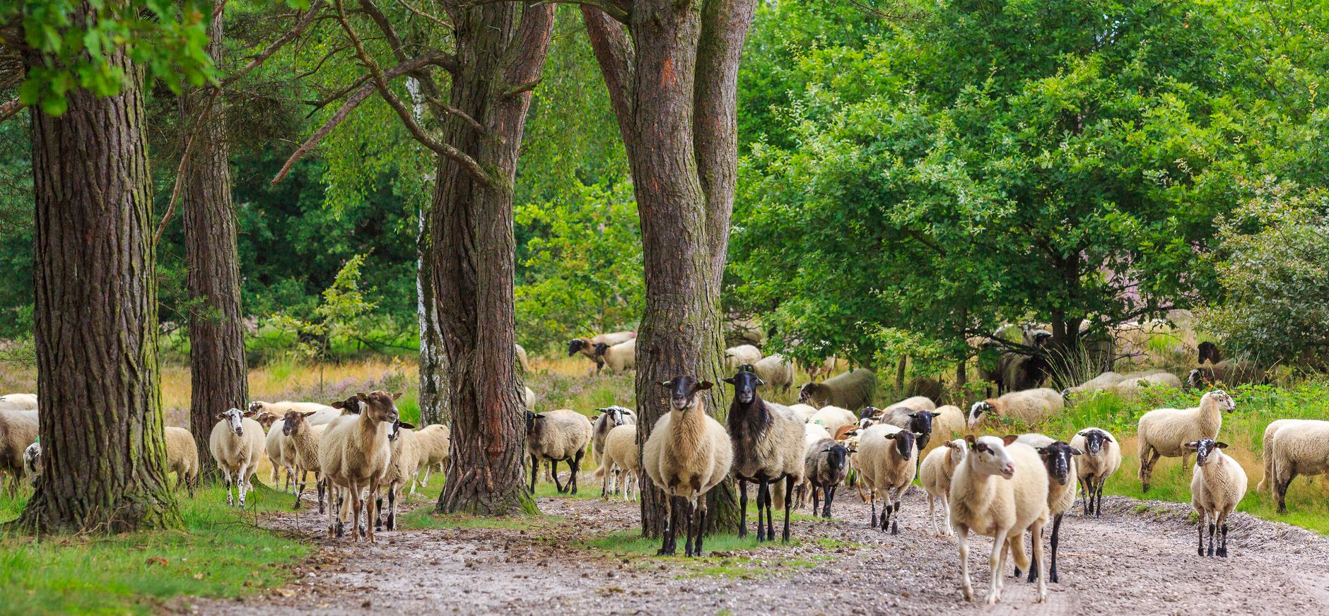 Schapen Brunssummerheide