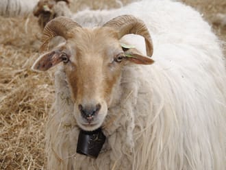 Schapen Dwingelderveld