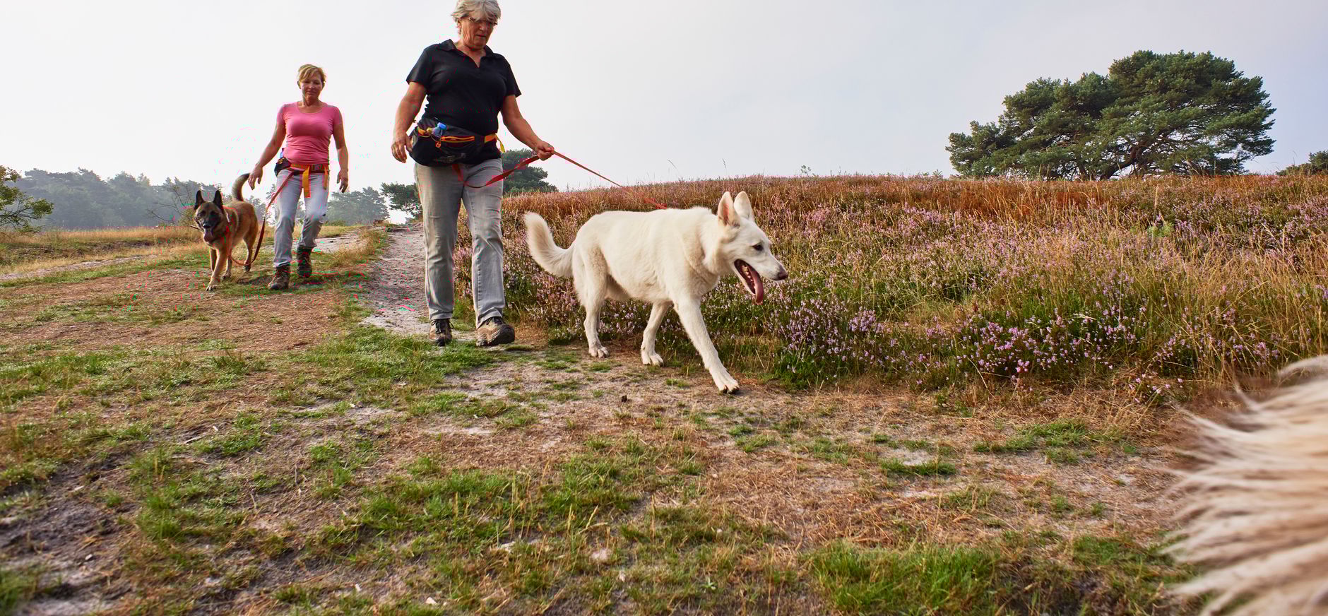 Honden aan de lijn