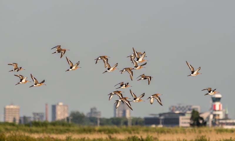 Grutto's bij Rotterdam/The Hague Airport