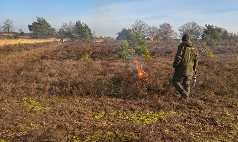 Heidebranden voor verbetering van de biodiversiteit