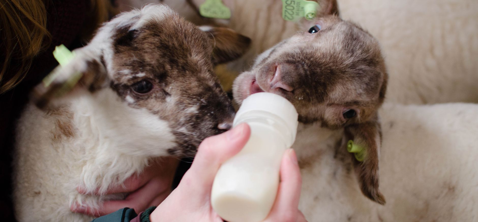 Lammetjes de fles geven