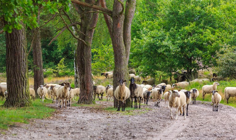 Schapen Brunssummerheide