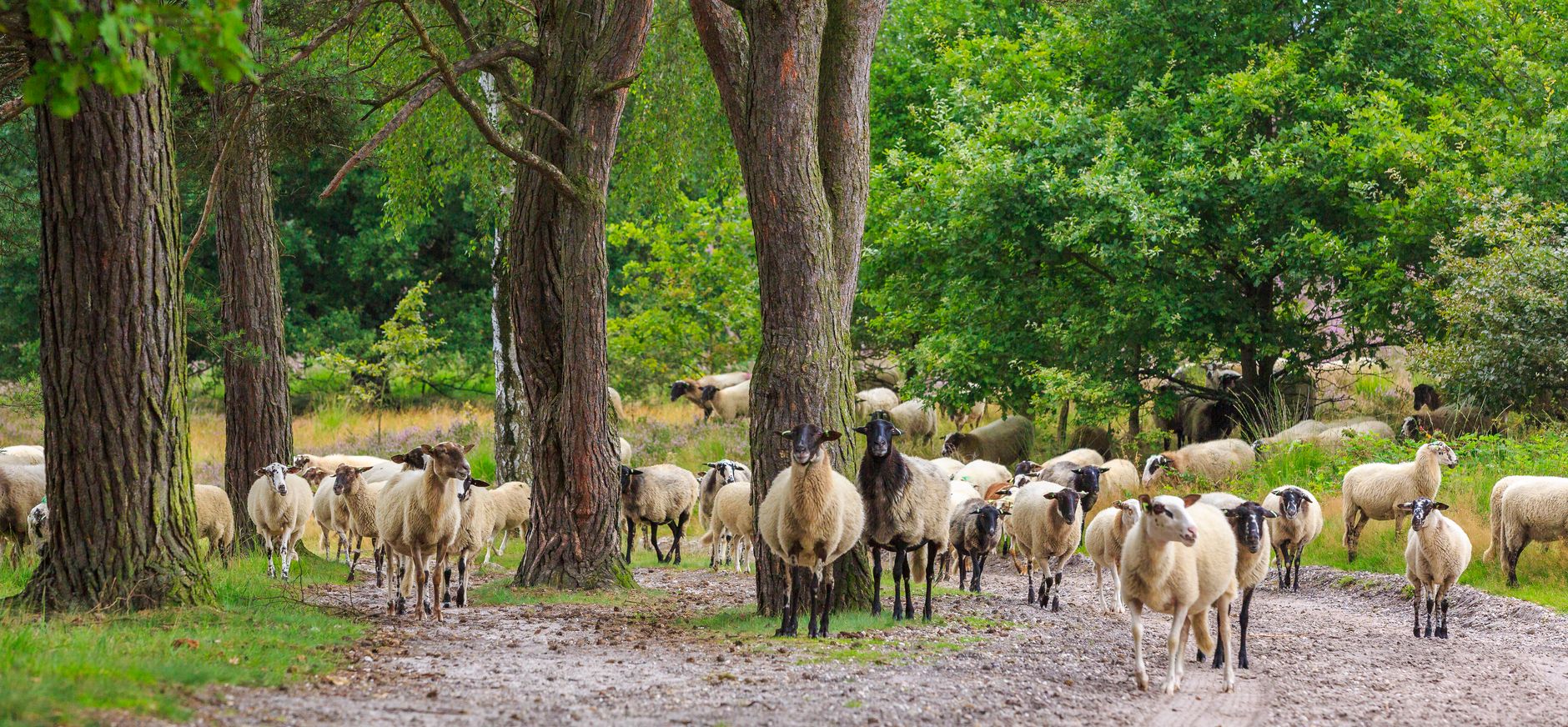 Schapen Brunssummerheide