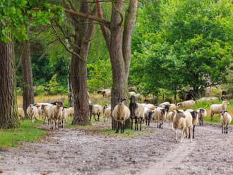 Schapen Brunssummerheide