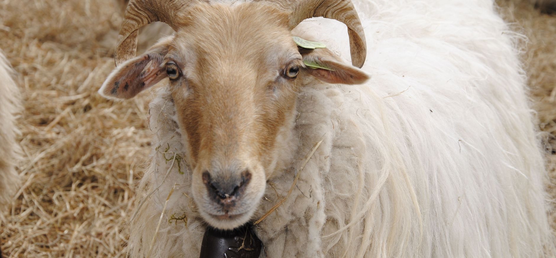 Schapen Dwingelderveld