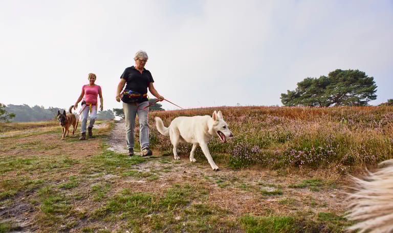 Honden aan de lijn