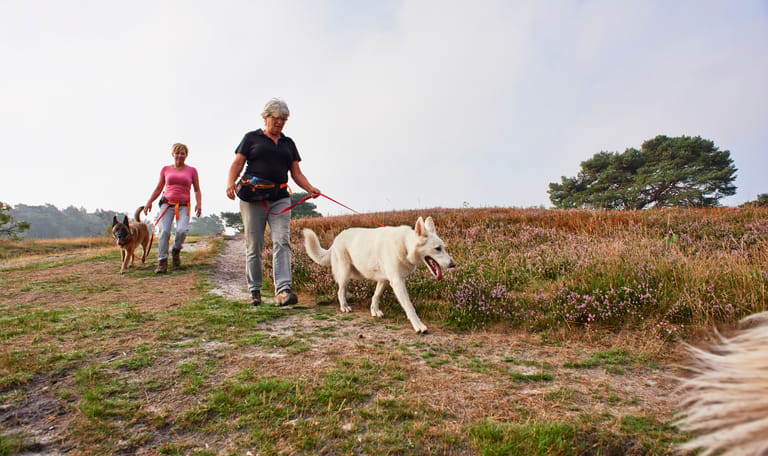 Honden aan de lijn
