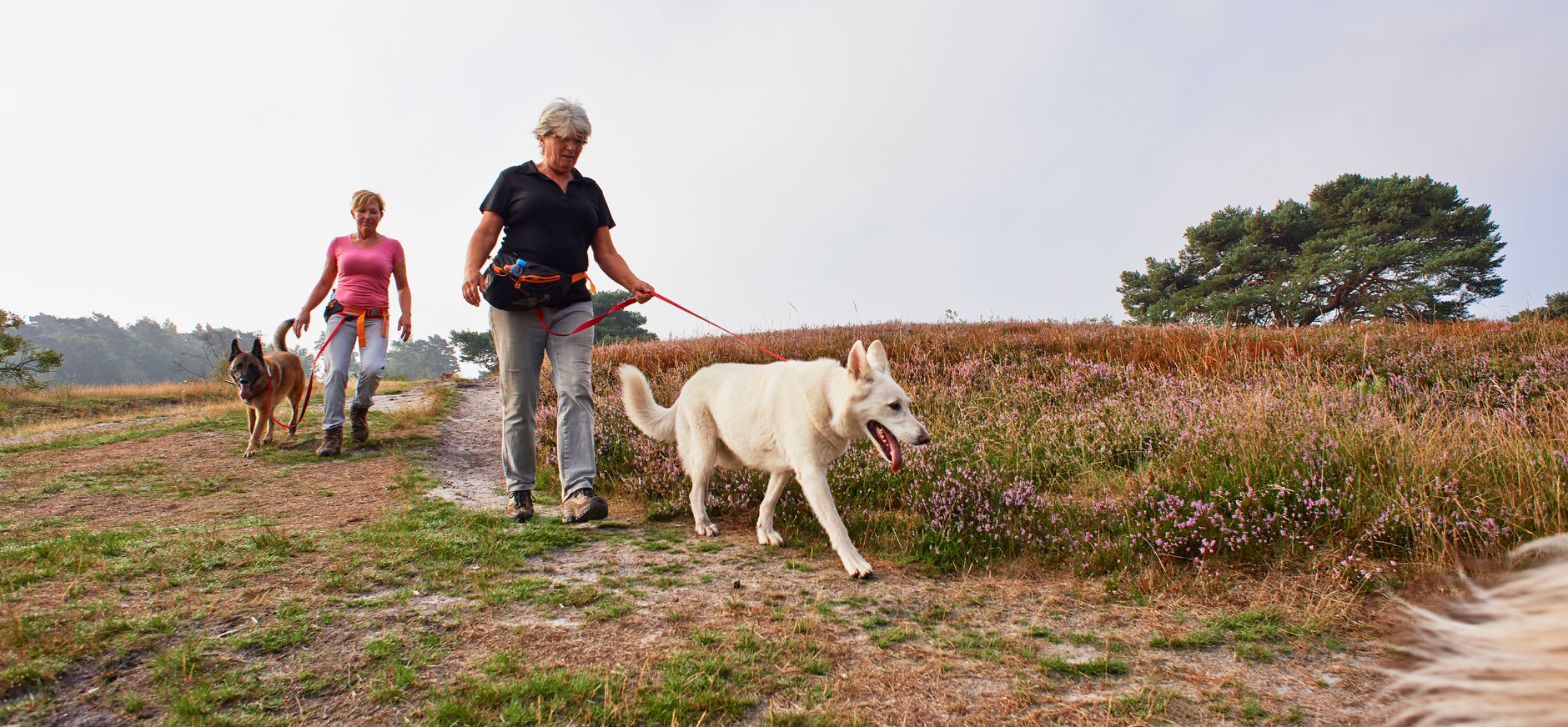 Honden aan de lijn