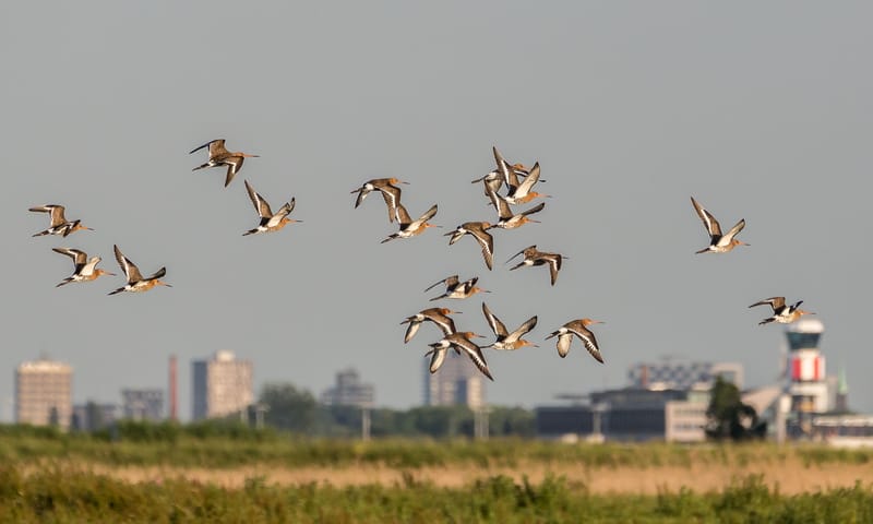 Grutto's bij Rotterdam/The Hague Airport