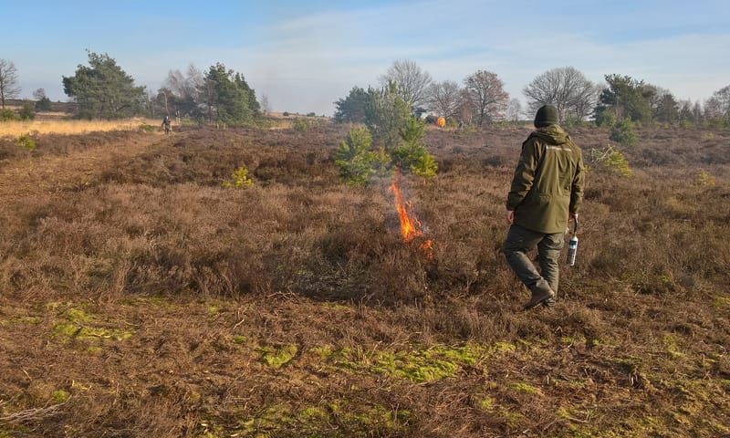 Heidebranden voor verbetering van de biodiversiteit
