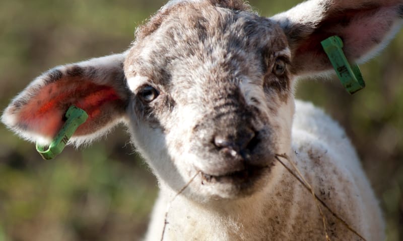 Lammetjes bij Belevenisboerderij Schieveen