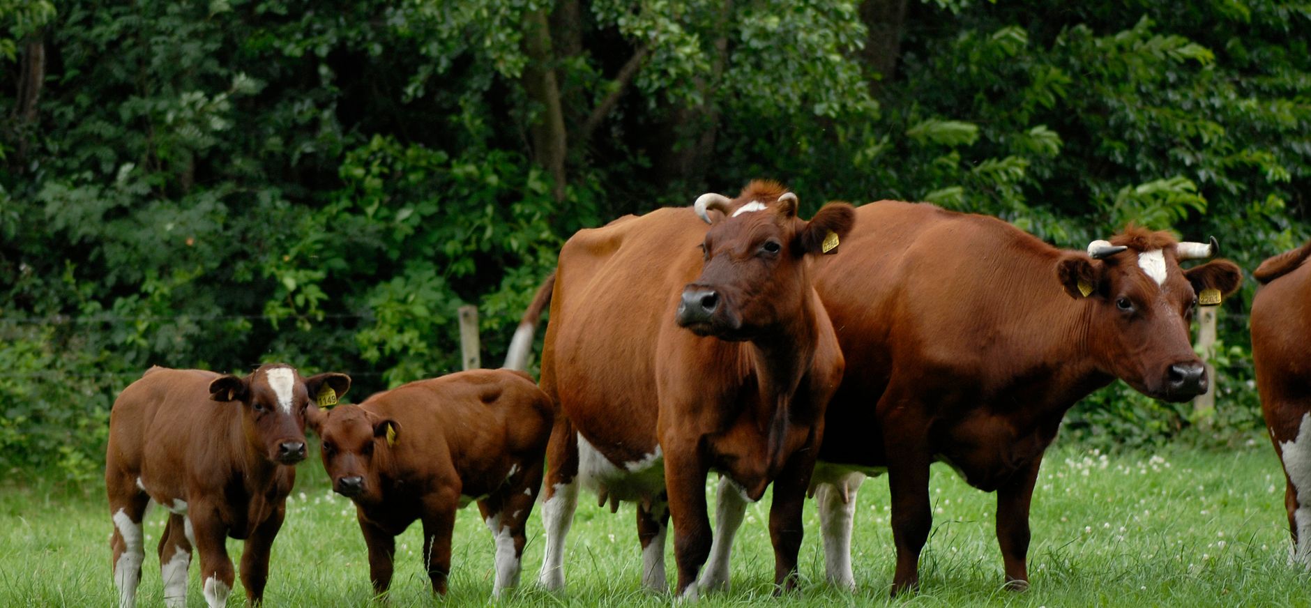 Brandrode koeien met kalfjes in de wei