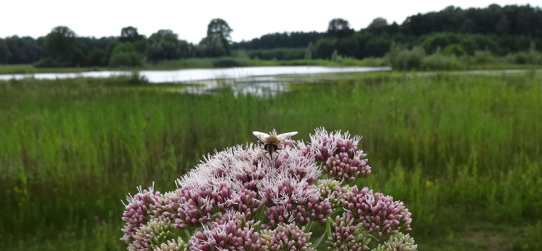 Koninginnekruid