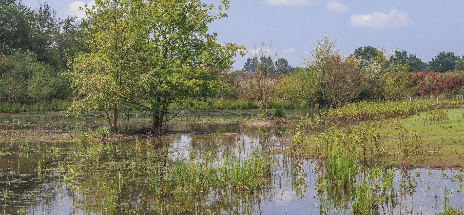 Poel met struweel in ontluikende lente