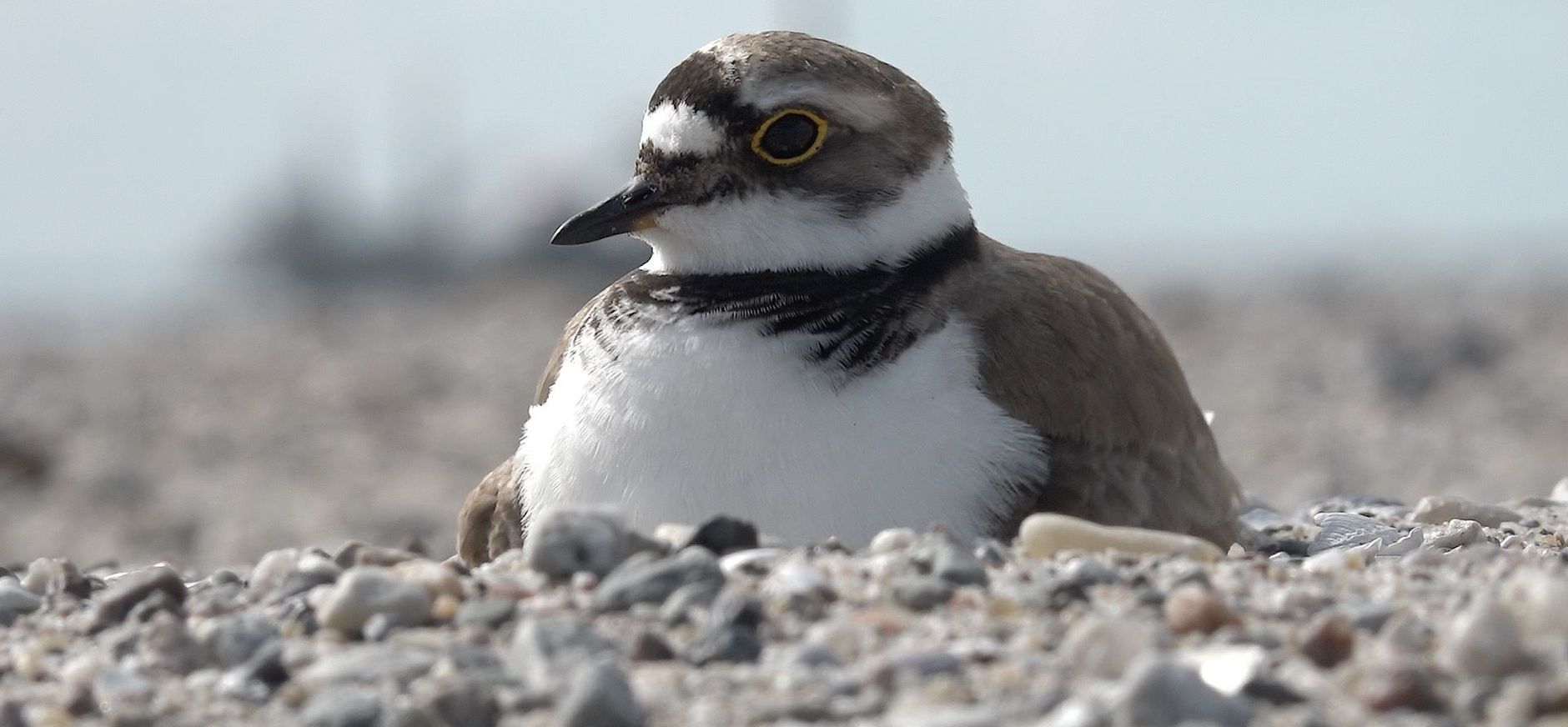 Project Marker Wadden