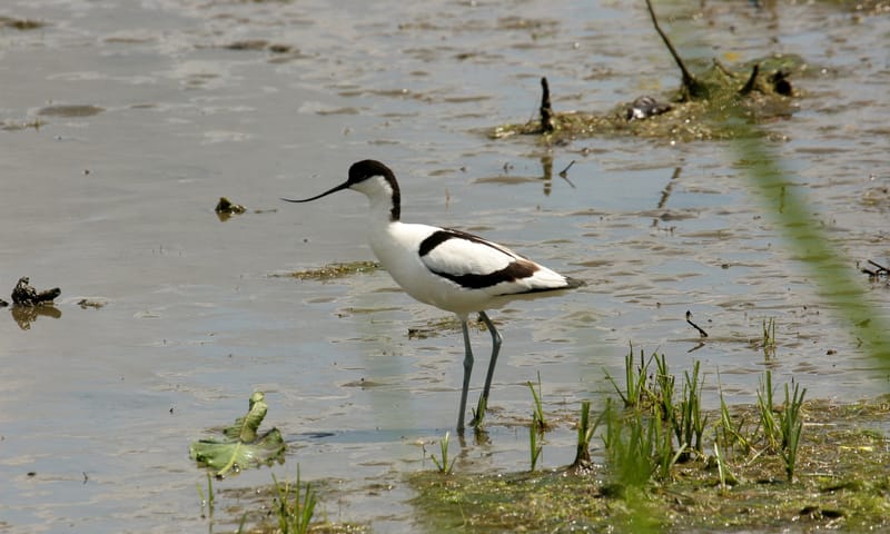 Kluut