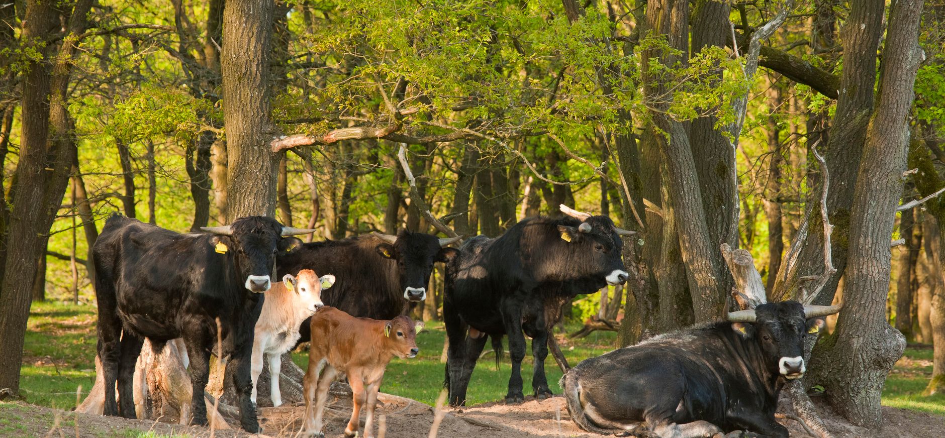 Spaanse runderen met kalfjes tegen bosrand