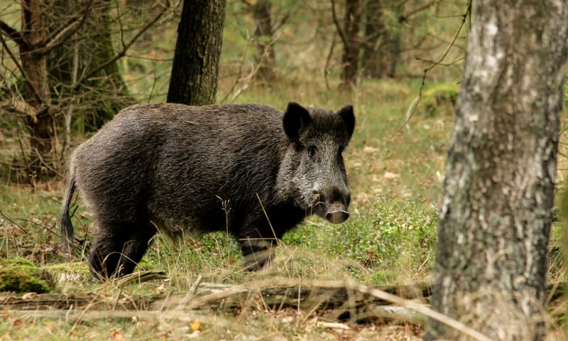 Wild zwijn in bosrand