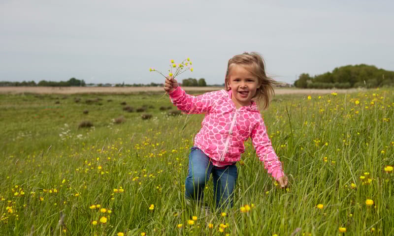 Polderbloemen op het Rotterdams platteland