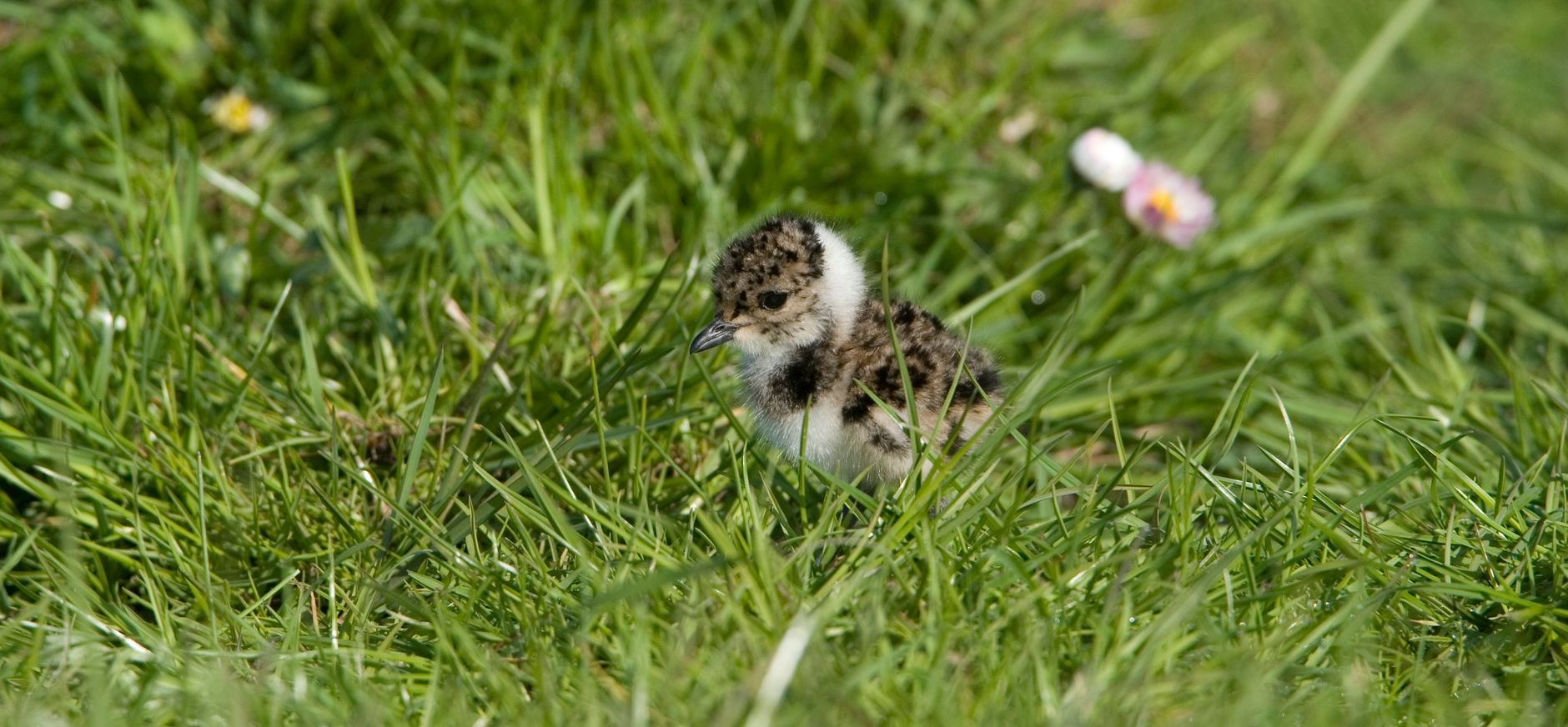Kievitsjong in de Velperwaarden
