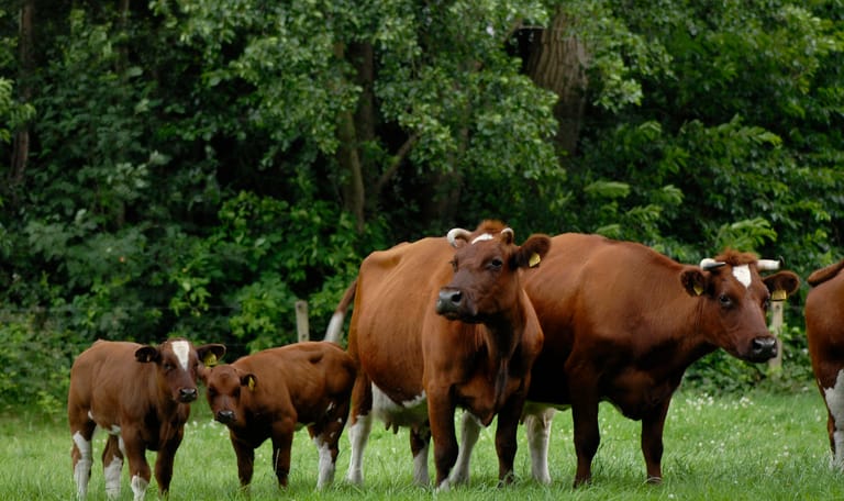 Brandrode koeien met kalfjes in de wei 