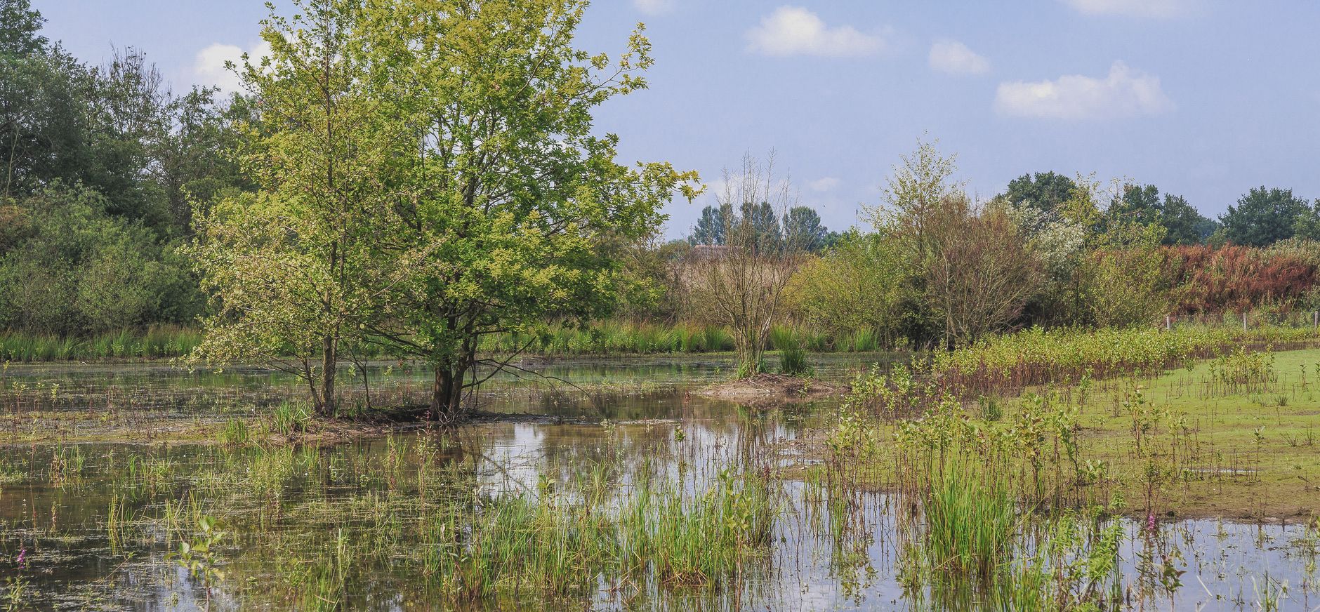 Poel met struweel in ontluikende lente