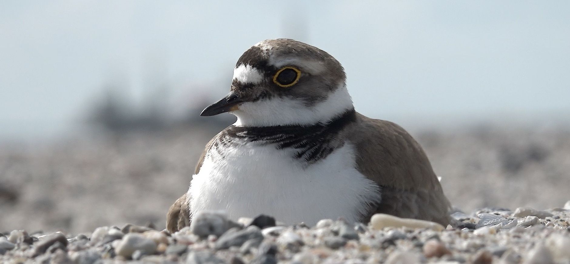 Project Marker Wadden