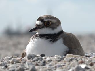Project Marker Wadden