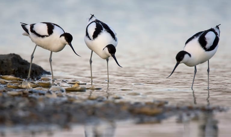 Kluut © KINA / Johannes Klapwijk