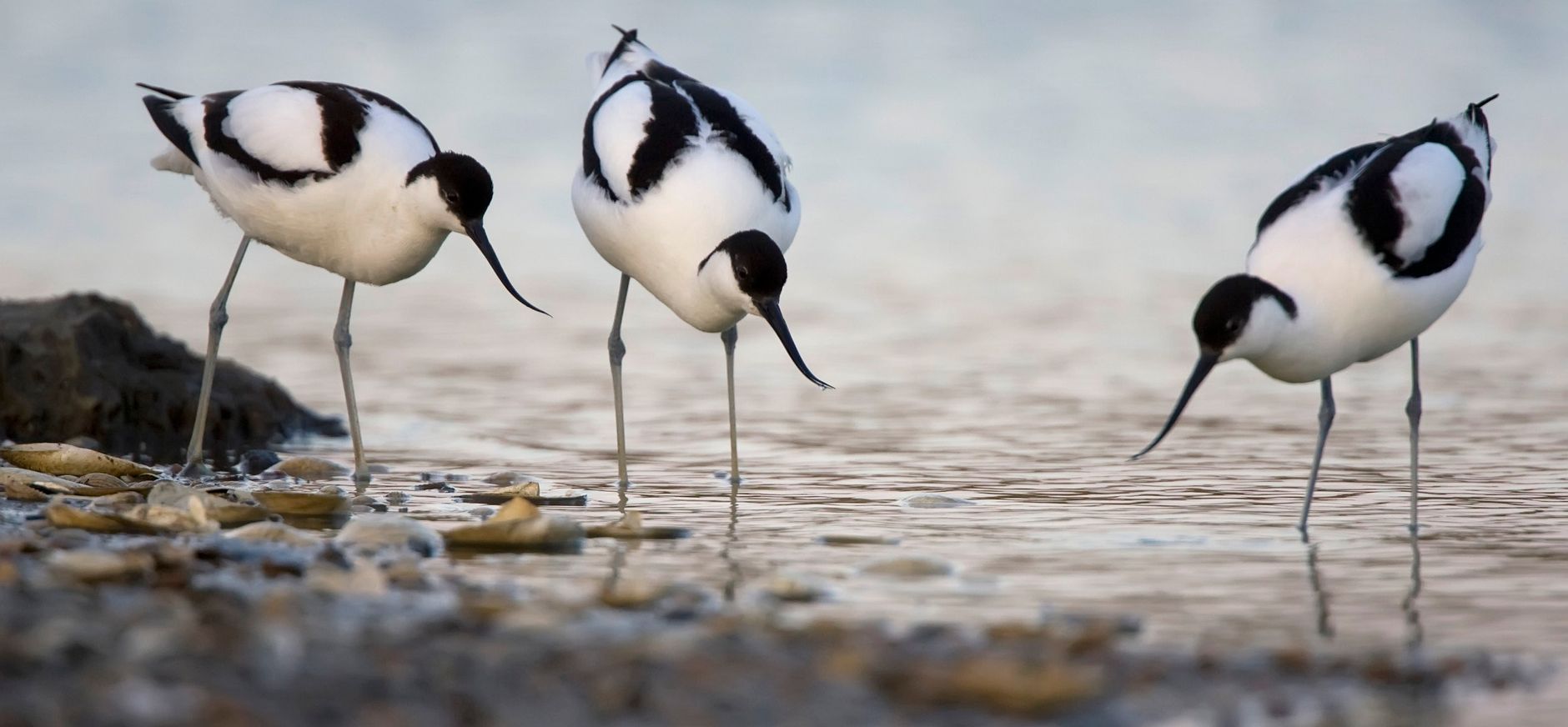 Kluut © KINA / Johannes Klapwijk