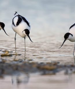 Kluut © KINA / Johannes Klapwijk