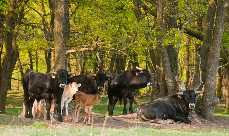 Spaanse runderen met kalfjes tegen bosrand