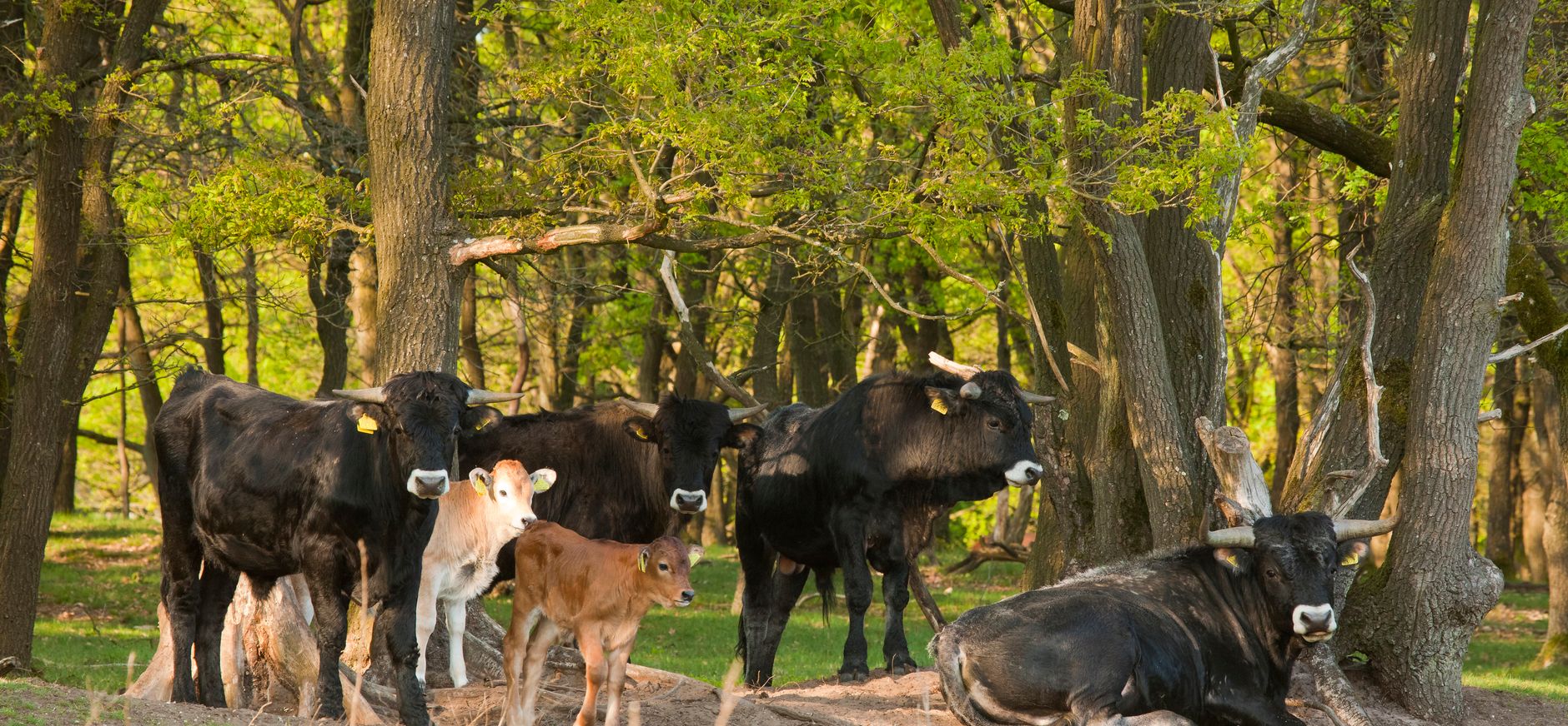Spaanse runderen met kalfjes tegen bosrand