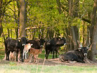 Spaanse runderen met kalfjes tegen bosrand