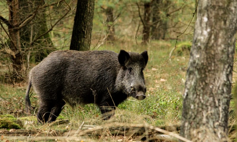 Wild zwijn in bosrand
