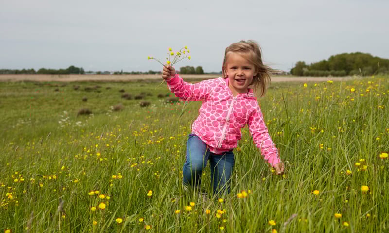 Polderbloemen op het Rotterdams platteland