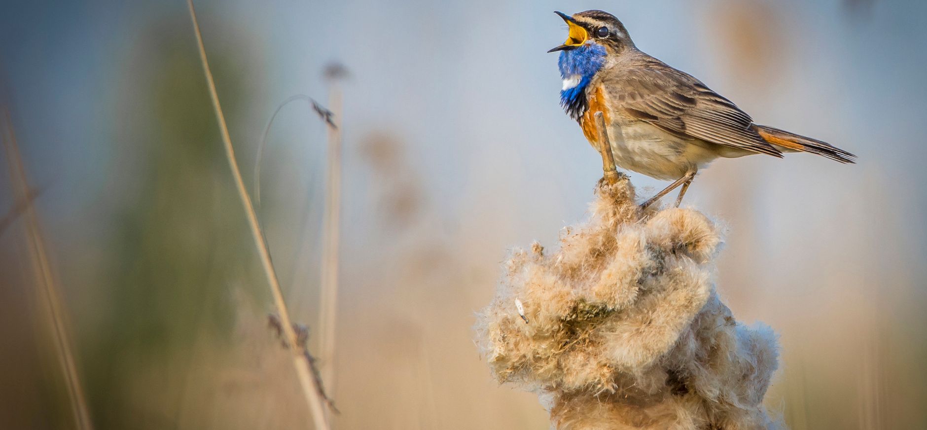 Zingende blauwborst