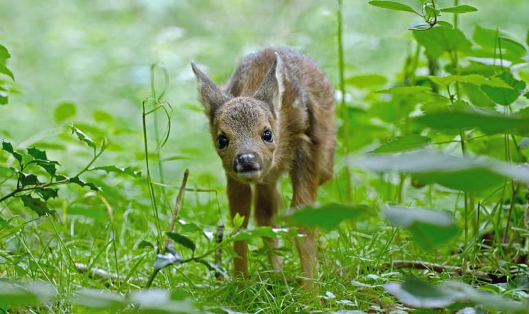 Seizoensspeurtocht Veluwezoom - Lente