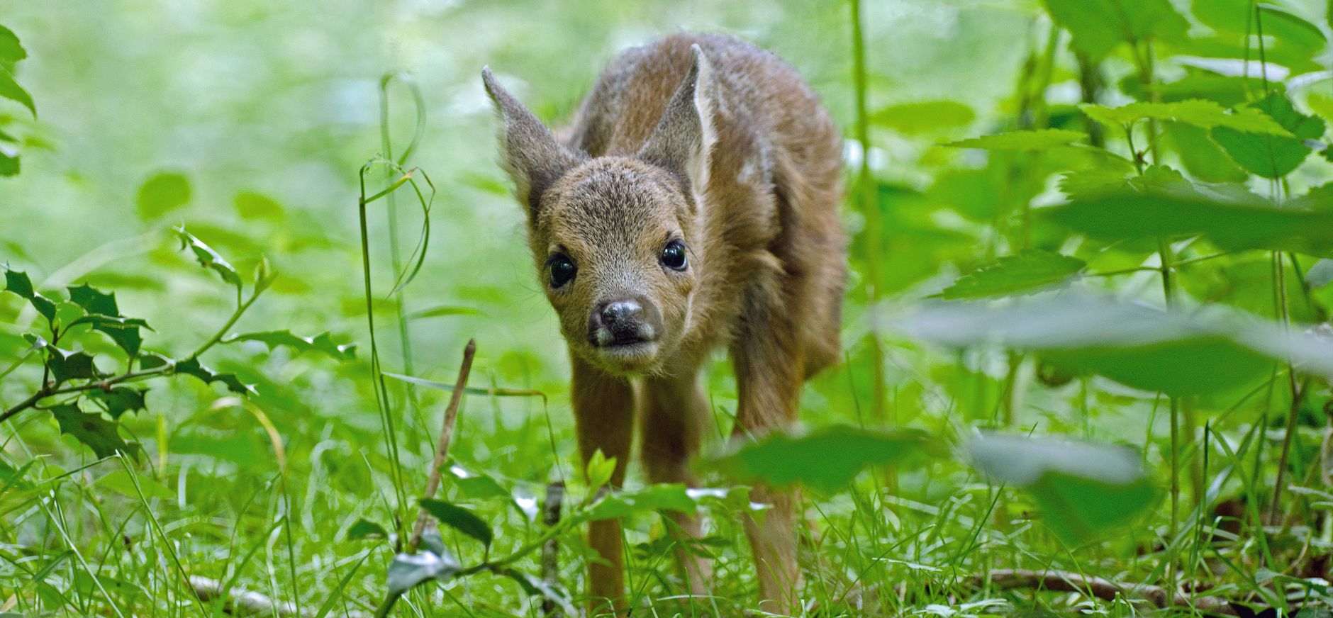 Seizoensspeurtocht Veluwezoom - Lente
