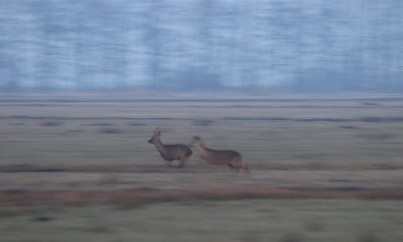 Reeën in Veluwemeerkust