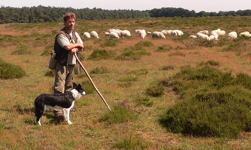 Kudde Veluwse heideschapen met schaapherder