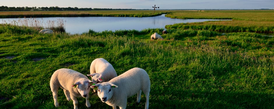 Wandelen langs de schapen in Eemland