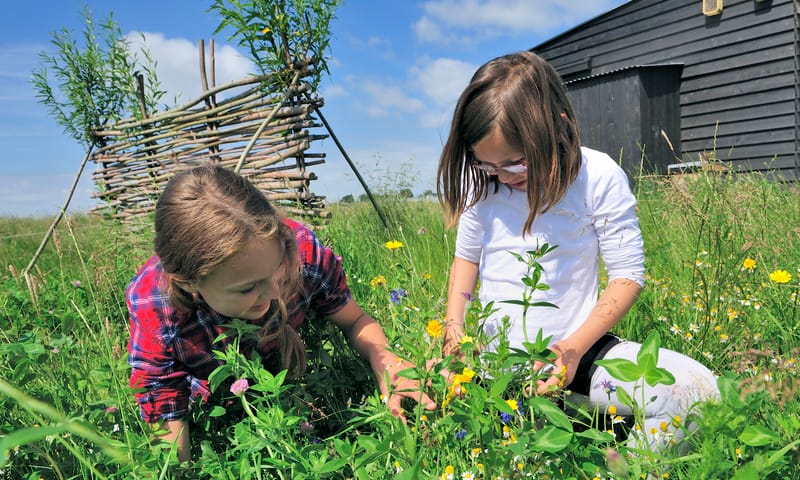 Wilde bloementuin bij Melkschuur Zuidpolder