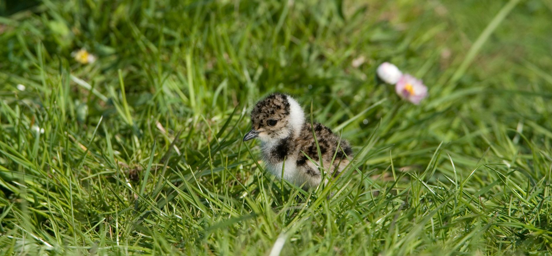 Kievitsjong in de Velperwaarden