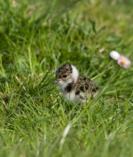 Kievitsjong in de Velperwaarden