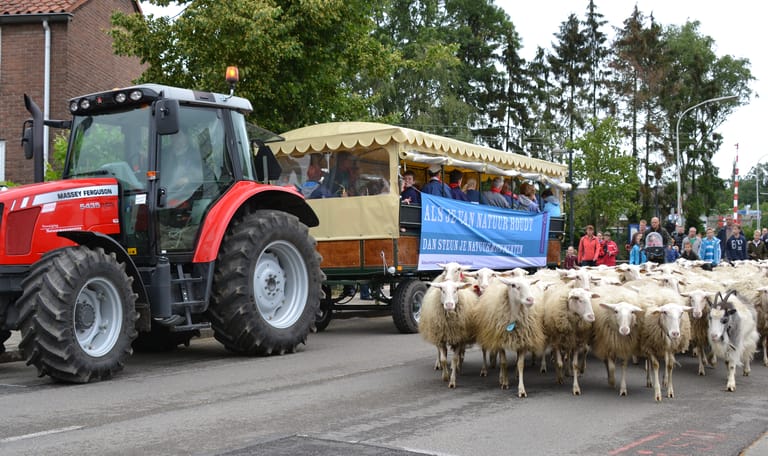Huifkar met trekker en schapen op voorgrond