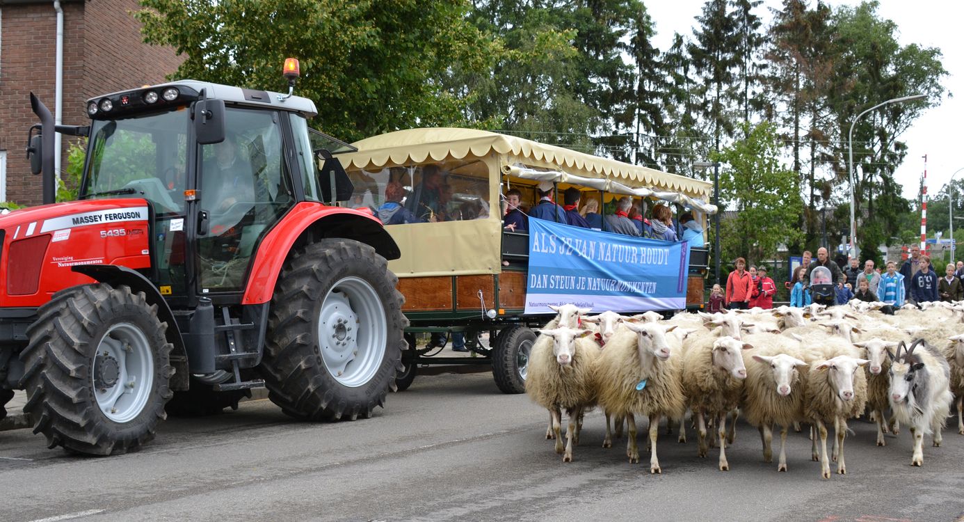 Huifkar met trekker en schapen op voorgrond